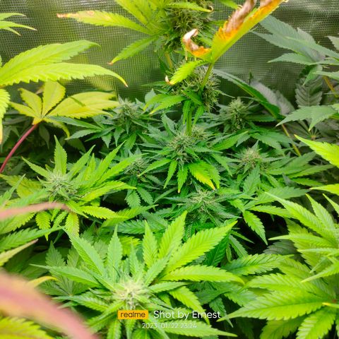 Blueberry Cheesecake growlog photo: Empieza la madurez