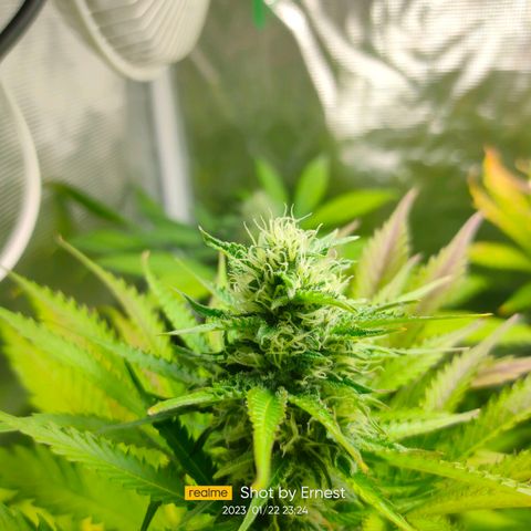 Blueberry Cheesecake growlog photo: Empieza la madurez