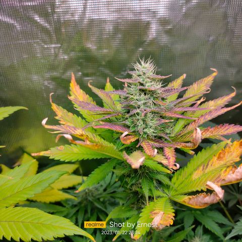 Blueberry Cheesecake growlog photo: Empieza la madurez