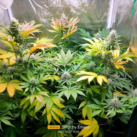 Blueberry Cheesecake growlog timeline photo