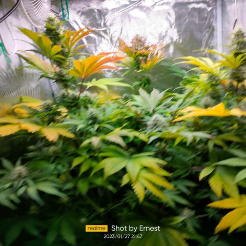 Blueberry Cheesecake growlog timeline photo