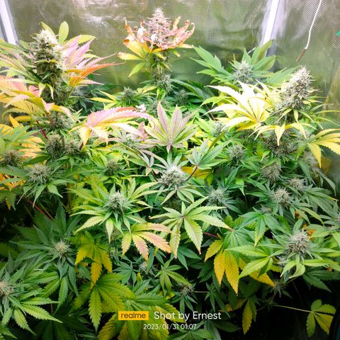 Blueberry Cheesecake growlog photo: Preciosas madurando