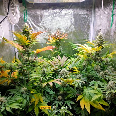 Blueberry Cheesecake growlog photo: Preciosas madurando