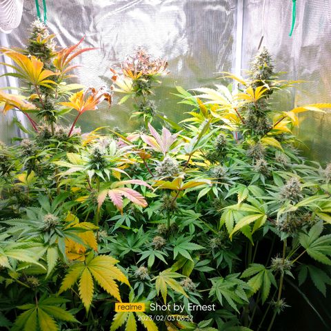 Blueberry Cheesecake growlog photo: Poco a poco