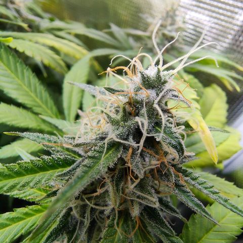 Blueberry Cheesecake growlog photo: Poco a poco