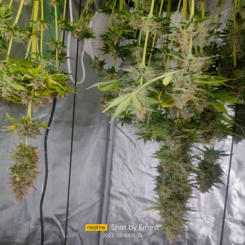 Blueberry Cheesecake growlog timeline photo