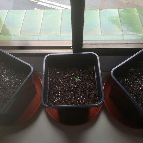 AK Auto #1 growlog timeline photo