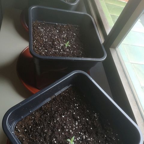 AK Auto #1 growlog timeline photo