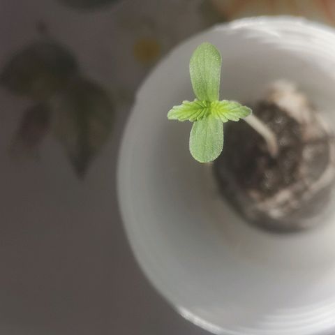 AK Auto #1 growlog timeline photo