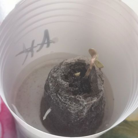 AK Auto #1 growlog photo: Regado con enraizante 