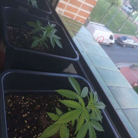 AK Auto #1 growlog timeline photo