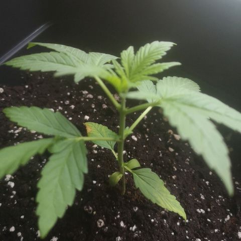 AK Auto #1 growlog photo: Lavado de raízes, a planta está com uma folha queimada com uma cor dourada, e outra folha está ficando amarela, apresenta sintomas de algum problema! 