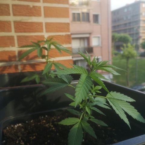 AK Auto #1 growlog photo: Há empezado!!!
A época de floração chegou! 