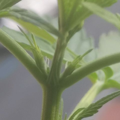 AK Auto #1 growlog photo: FLORACIÓN 