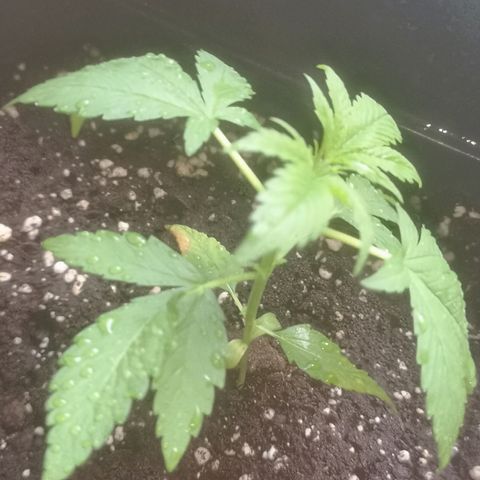 AK Auto #1 growlog photo: Planta enferma por algún motivo 