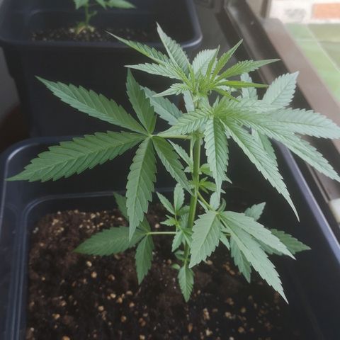 AK Auto #1 growlog photo: Ak47 faz estrago no seu sistema