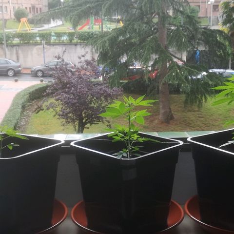 AK Auto #1 growlog photo: My girls