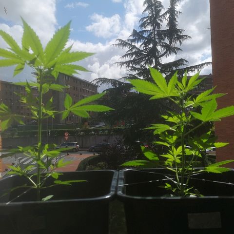 AK Auto #1 growlog photo: 3 pinheiros 