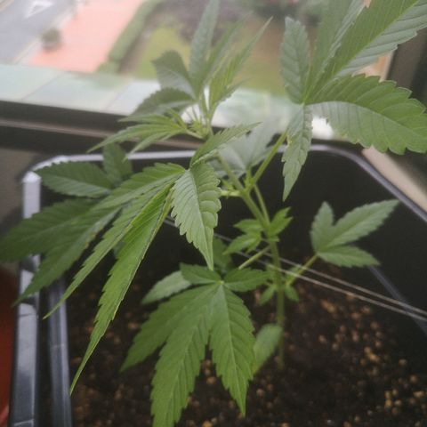 AK Auto #1 growlog photo: La que está enferma 