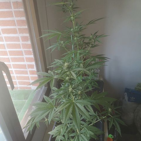 AK Auto #1 growlog timeline photo
