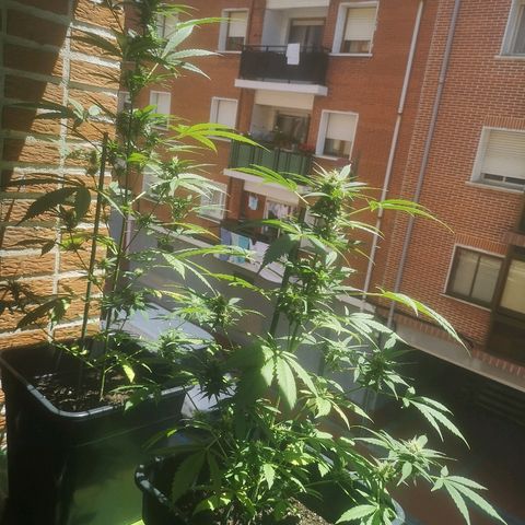 AK Auto #1 growlog timeline photo