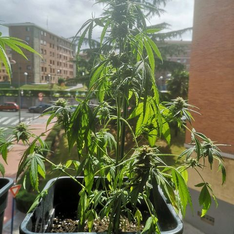 AK Auto #1 growlog photo: Falta de água