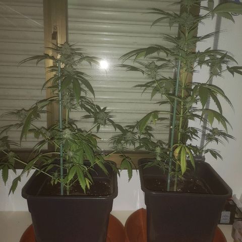 AK Auto #1 growlog photo: Así mejor 