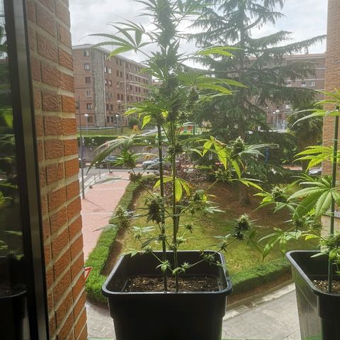 AK Auto #1 growlog timeline photo