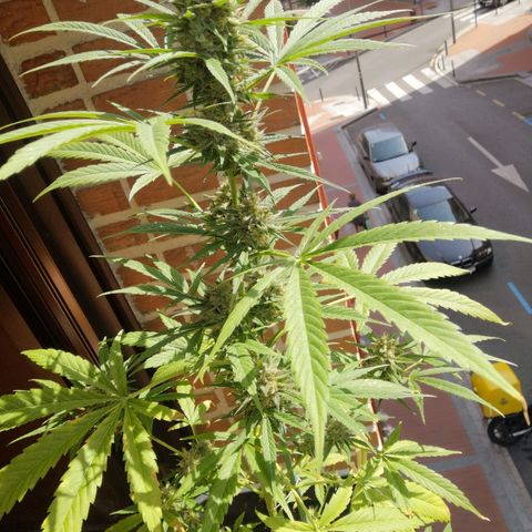 AK Auto #1 growlog timeline photo