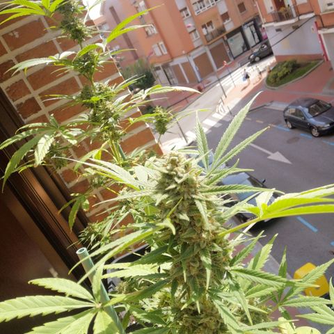 AK Auto #1 growlog timeline photo