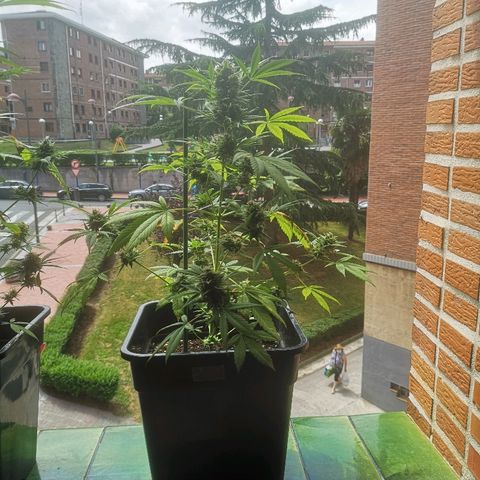 AK Auto #1 growlog timeline photo
