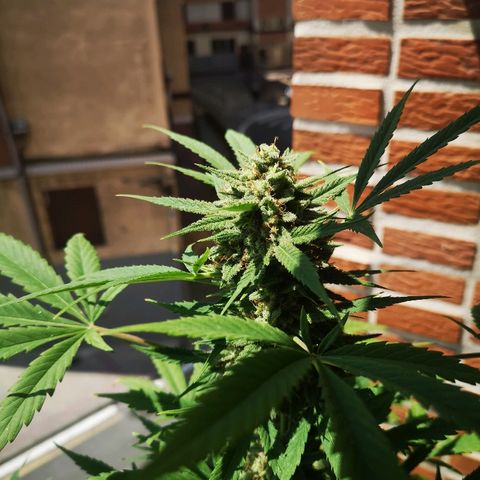 AK Auto #1 growlog timeline photo