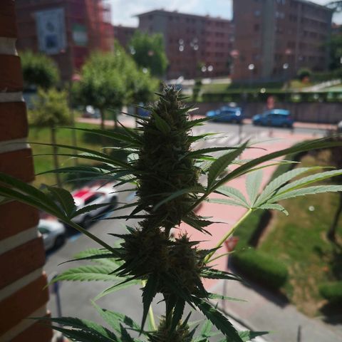 AK Auto #1 growlog timeline photo