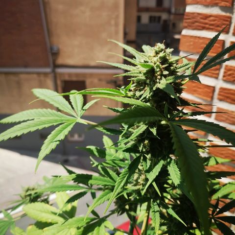 AK Auto #1 growlog timeline photo