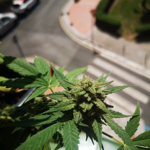 AK Auto #1 growlog timeline photo