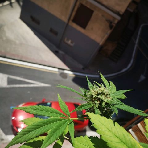 AK Auto #1 growlog timeline photo