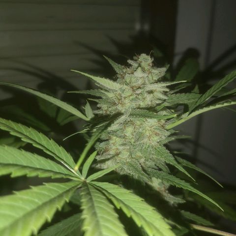 AK Auto #1 growlog timeline photo