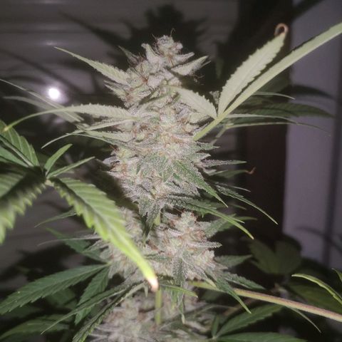 AK Auto #1 growlog timeline photo