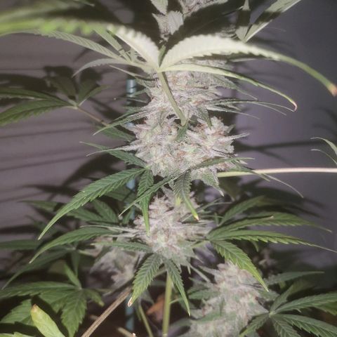 AK Auto #1 growlog timeline photo