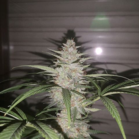 AK Auto #1 growlog timeline photo