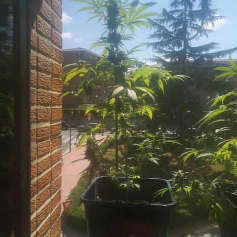 AK Auto #1 growlog photo: Hojas en forma de garras