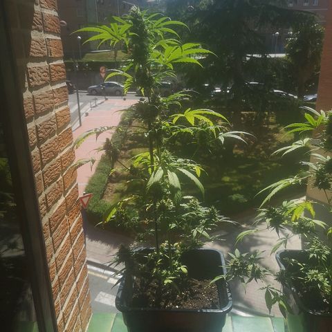 AK Auto #1 growlog photo: Hojas en forma de garras