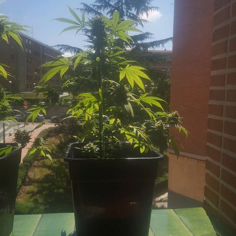 AK Auto #1 growlog photo: Hojas en forma de garras