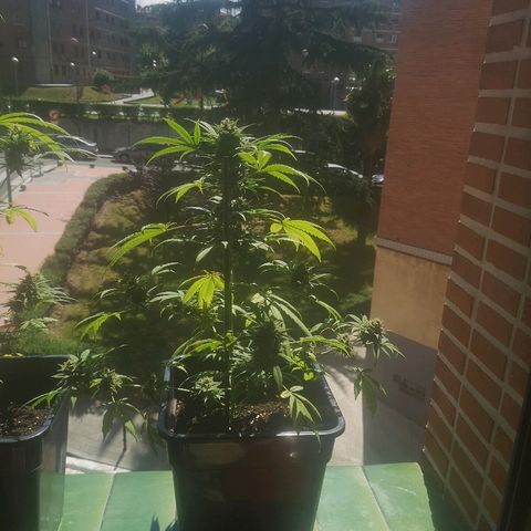AK Auto #1 growlog photo: Hojas en forma de garras