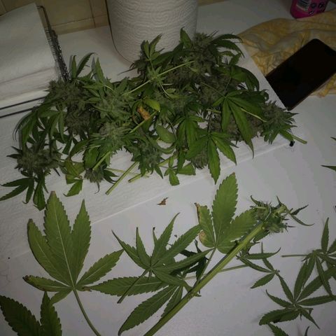 AK Auto #1 growlog photo: Cosecha de emergência