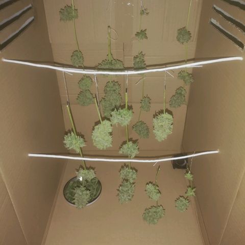 AK Auto #1 growlog photo: Cosecha de emergência