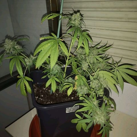 AK Auto #1 growlog photo: Cosecha de emergência