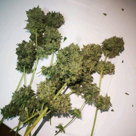 AK Auto #1 growlog photo: Cosecha de emergência