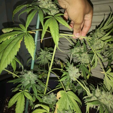 AK Auto #1 growlog photo: Cosecha de emergência
