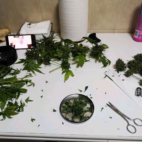 AK Auto #1 growlog photo: Cosecha de emergência